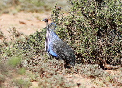 Vulturine Guineafowl (Acryllium vulturinum) .