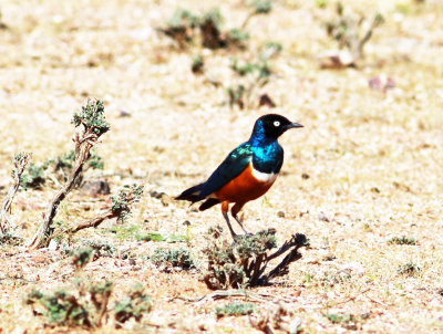 Superb Starling (Lamprotornis superbus).