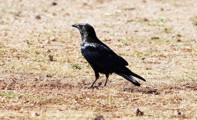 Somali Crow (Corvus edithae).