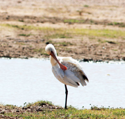 African Spoonbill  (Platalea alba).