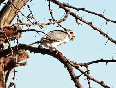 Pygmy Falcon (Polihierax semitorquatus) with prey.