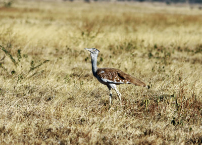 Arabian bustard (Ardeotis arabs).