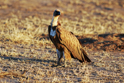 African White-backed Vulture (Gyps africanus).