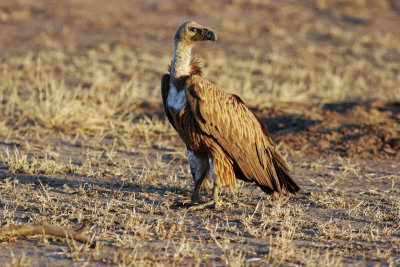 African White-backed Vulture (Gyps africanus).