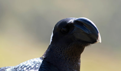 Thick-billed Raven (Corvus crassirostris).