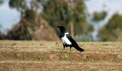 Pied Crow  (Corvus albus).