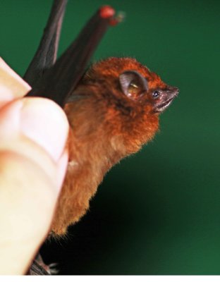 Comura brevirostris (Chestnut Sacwinged Bat) (2404)
