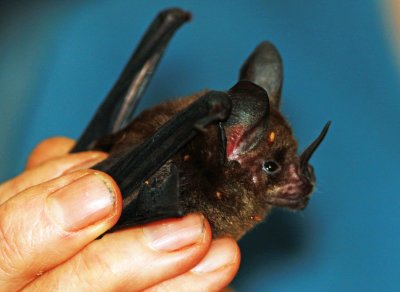  Phyllostomus elongatus (Hairy Spearnosed Bat)  (2180)