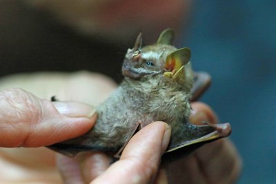 Platurhinus brevicephalus (Shortheaded Broadnosed Bat)  (2560)