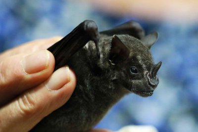 Antibeus obscurus (Dark Fruit-eating Bat)  (2601)
