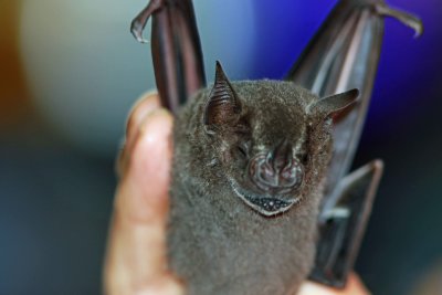 Antibeus obscurus (Dark Fruit-eating Bat)  (2603)