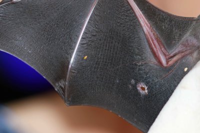 Antibeus obscurus (Dark Fruit-eating Bat)  (2608)