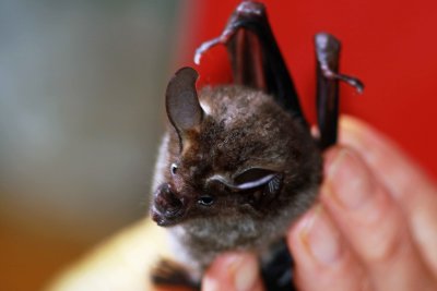 Tonatia bidens (Greater Round-eared Bat) (2609)