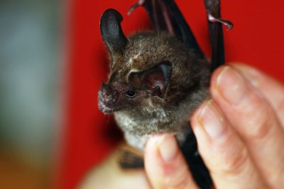 Tonatia bidens (Greater Round-eared Bat) (2610)