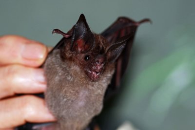 Tonatia saurophila (Stripe-headed Roundeared_Bat (2617)