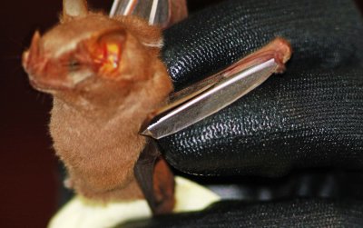 Uroderma magnirostrum (Brown Tentmaking Bat) (2630)