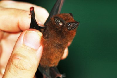 Comura brevirostris (Chestnut Sacwinged Bat) (2408)