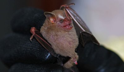 Vampyressa pusilla or tyrone (Southern Little Bigeared Bat) (2660)