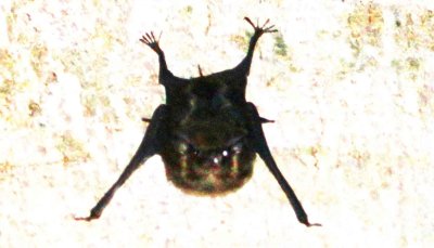 Saccopteryx bilineata (Greater White-lined Bat)  (2665)