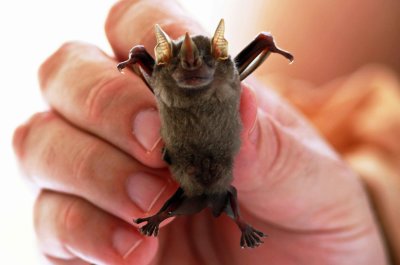 Artibeus glaucus or gnomus (Silvery Fruiteating Bat) (2856)