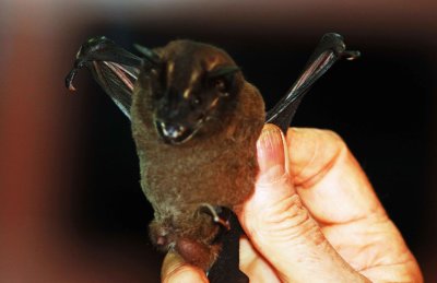 Artibeus obscurus (Dark Fruiteating Bat) (2896)
