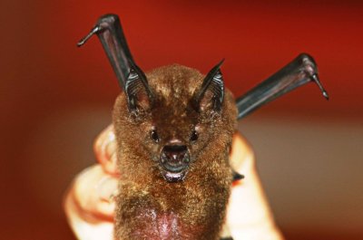 Phyllostomus hastatus (Greater Spearnosed Bat (2912)