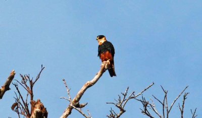 _Bat Falcon (Falco rufigularis)