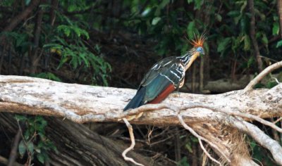 Hoatzin