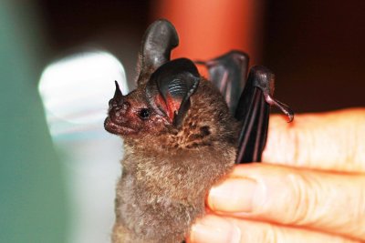Tonatia saurophila (Stripe-headed Roundeared_Bat (2615)