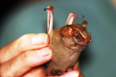 Uroderma magnirostrum (Brown Tentmaking Bat) (2623)