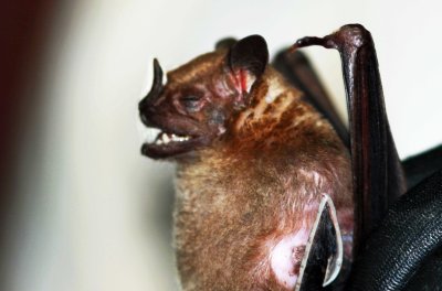 Artibius lituratus (Great Fruiteating Bat) (2654)