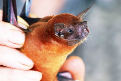 Noctilio leporinus (Common Long-tounged Bat (2834)