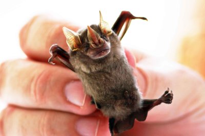 Artibeus glaucus or gnomus (Silvery Fruiteating Bat) (2862)