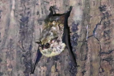 Saccopteryx canescens (Frosted Whitelined Bat) (3012)