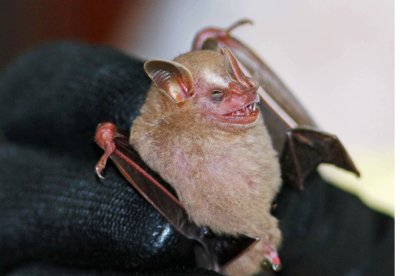 Vampyressa pusilla or tyrone (Southern Little Big-eared Bat) (2659)