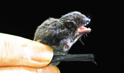 Myotis albescens (Silvertipped Myotis) (2769)