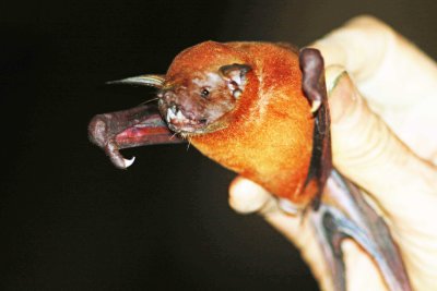 Bats in tropical Amazon, Brazil 2019