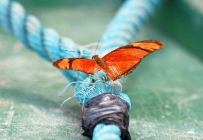 Dryas julia (Iulia)