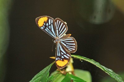 Some Brazil Butterflies