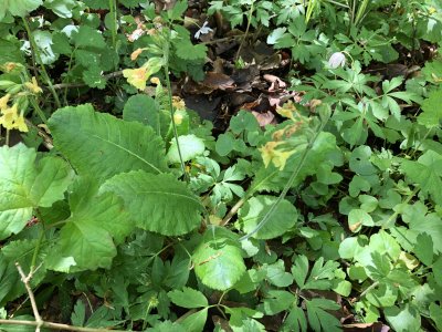 Primula elatior (True Oxlip)