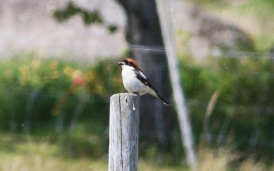 Lanius senator (Woodchat Shrike)