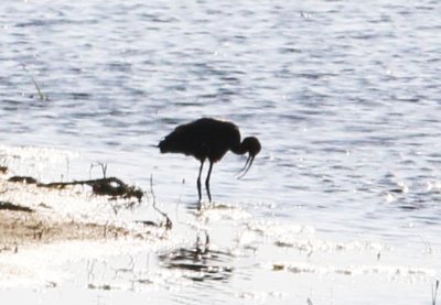 Plegadis falcinellus (Glossy Ibis)