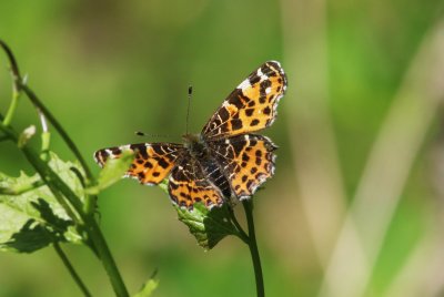 Araschnia levana (Map Butterfly (?)