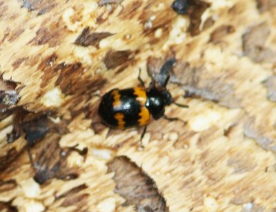 Diaperis boleti (Species of Darkling Beetle)