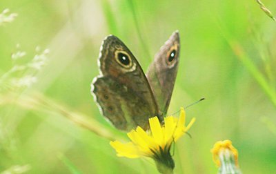 Lasiommata petropolitana (Northern Wall Brown)