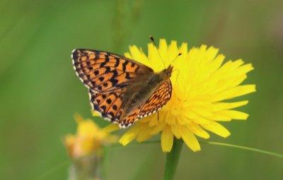 Boloria euphrosyne (Pearl-bordered Fritillary)