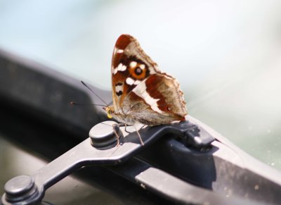  Apatura iris (Purple Emperors)