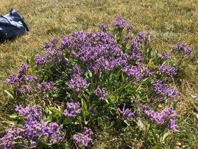 Limonium vulgare (Common Sea-lavender)