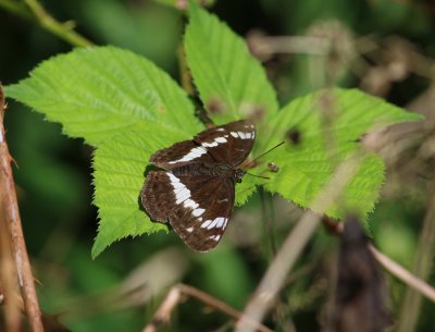 Limenitis camilla (White Admiral)