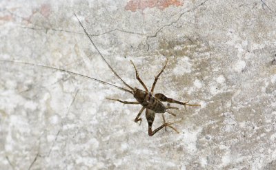 Diestrammena asynamora (Greenhouse camel cricket)